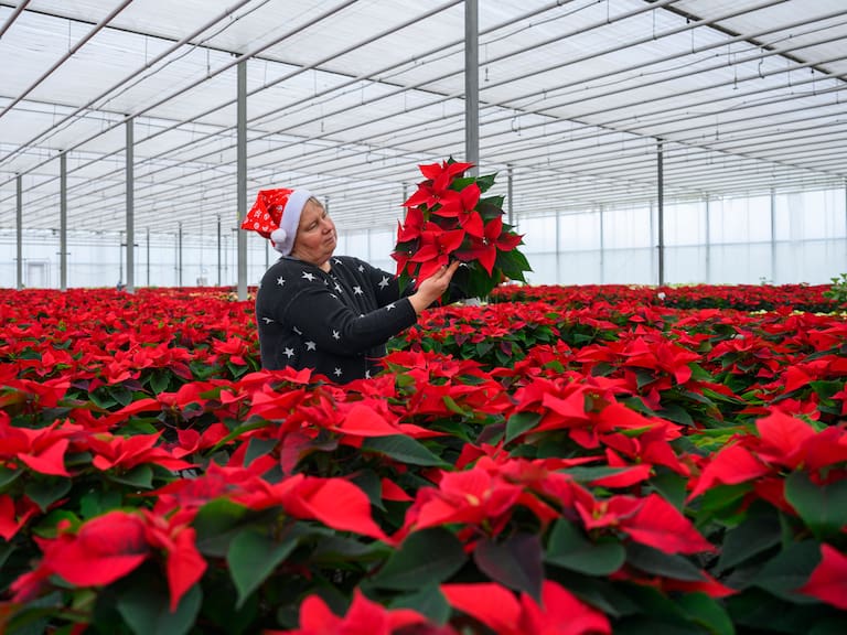 ¡Llegaron las nochebuenas! Xochimilco inica expo 2024