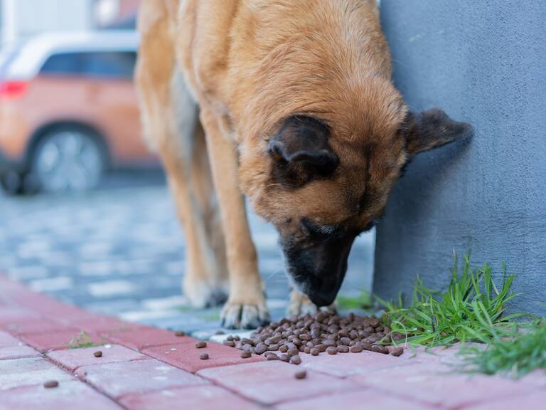Buscar alimento es uno de los problemas que los animalitos de la calle viven día a día.
