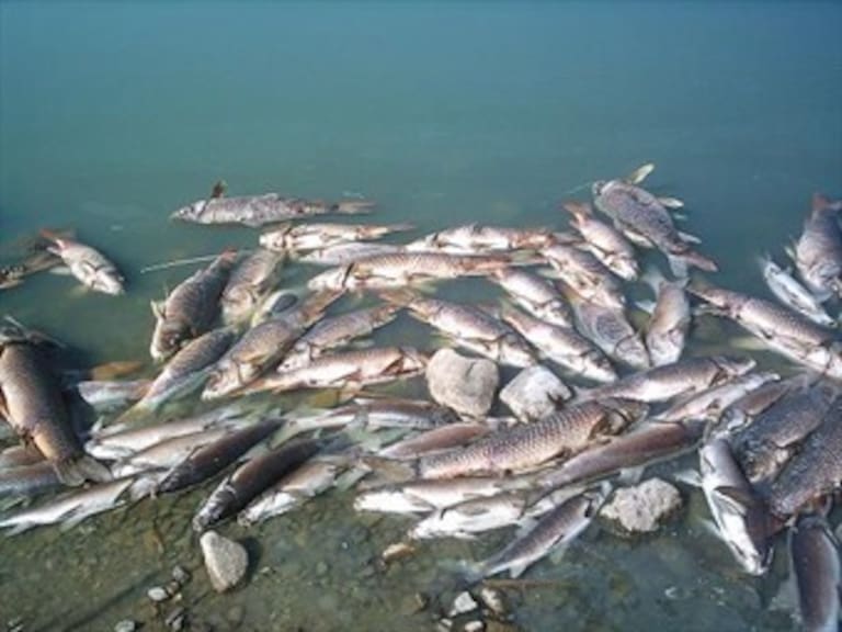 Mueren cientos de peces en la laguna negra de Acapulco
