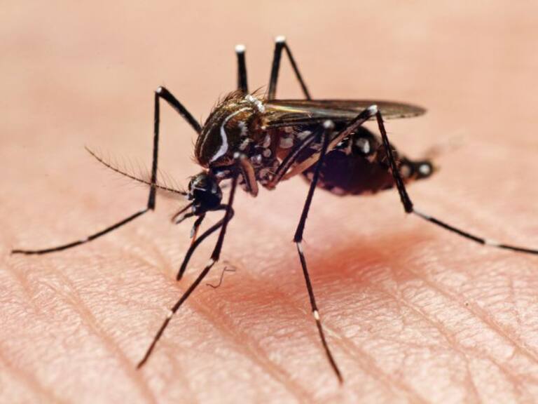 Van más de mil 100 casos de dengue en Jalisco