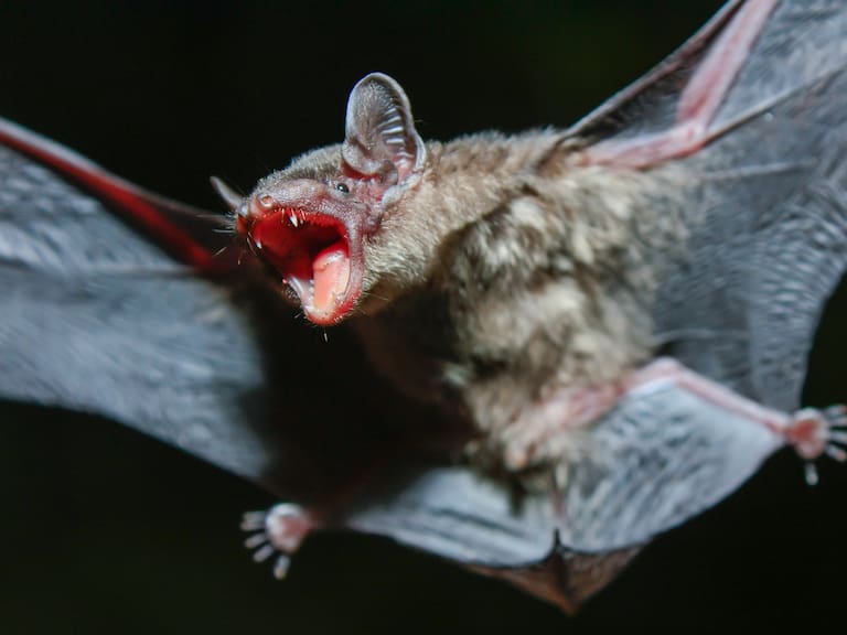 Murciélago