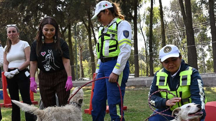 Perritos rescatados del Refugio Franciscano están en buenas condiciones: Clara Brugada