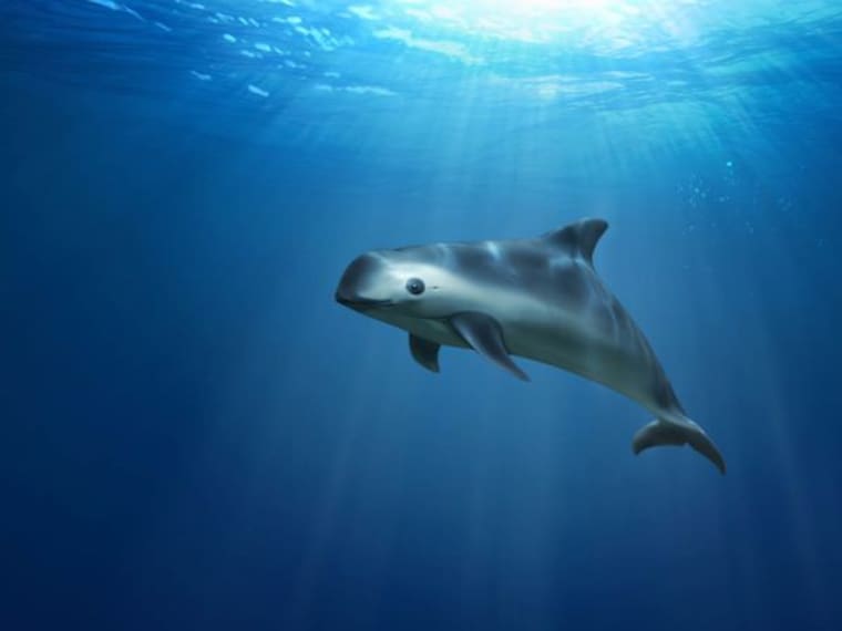 La vaquita marina: ¿Por qué urge salvarla?