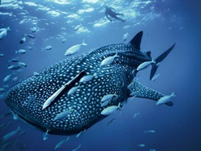 Tiburón Ballena en México 'Lobby W' con Marco Daniel Guzmán