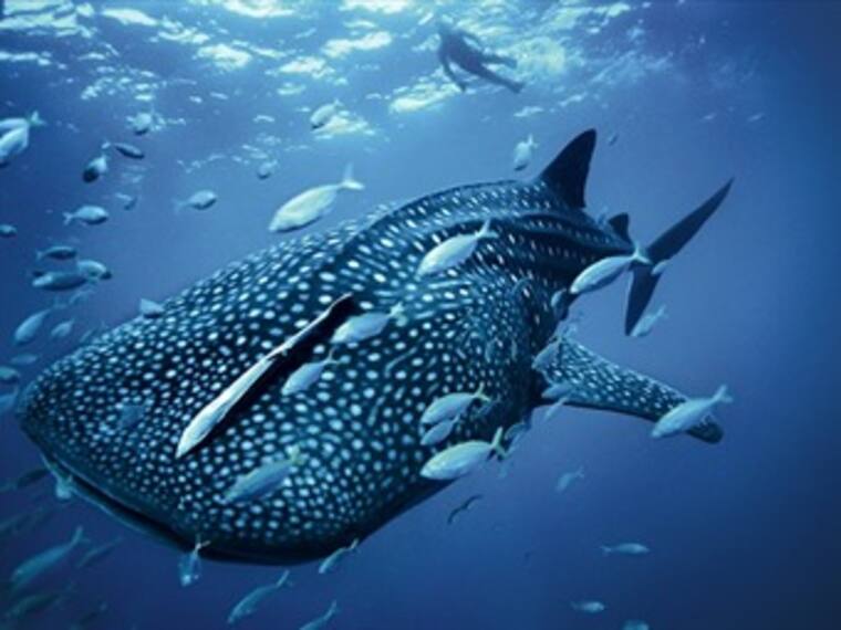 Tiburón Ballena en México 'Lobby W' con Marco Daniel Guzmán