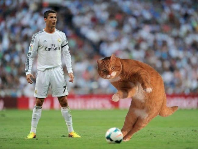 Llega Catinho, el gato futbolista que enloqueció las redes