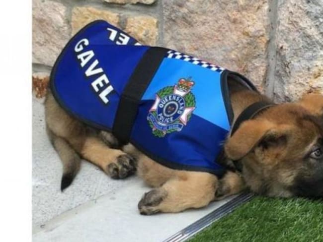 Despiden a perro policía por ser demasiado amigable