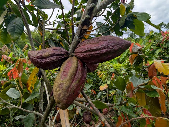 Día Mundial del Cacao: el alimento de los dioses que conquistó al mundo y sigue sorprendiendo por sus beneficios