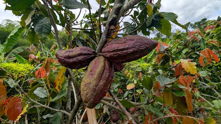 Día Mundial del Cacao: el alimento de los dioses que conquistó al mundo y sigue sorprendiendo por sus beneficios
