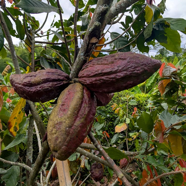 Día Mundial del Cacao: el alimento de los dioses que conquistó al mundo y sigue sorprendiendo por sus beneficios
