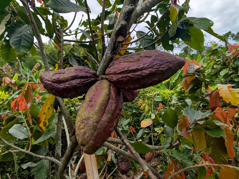 Semillas de cacao. (Photo by Gary Hershorn/Getty Images)