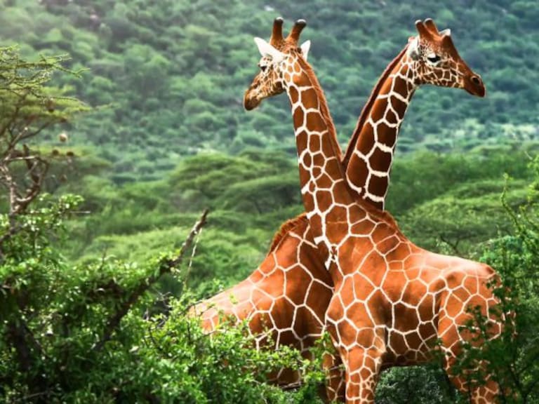 Las jirafas han dado un paso a la extinción