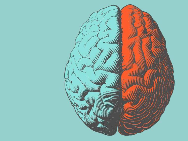 ¿Cómo ha evolucionado el cerebro humano?