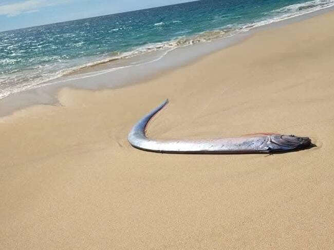 Pez remo conocido como ‘el pez del fin del mundo’ aparece en playas mexicanas | VIDEO