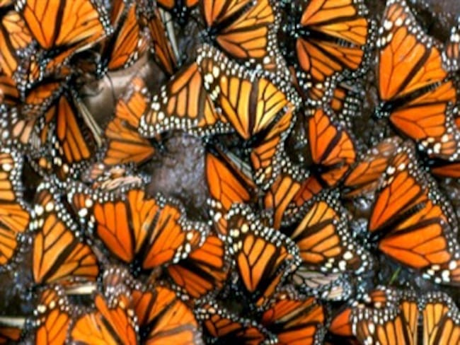 Inicia retorno de mariposas monarca a Canadá