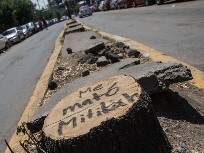 Talan árboles por construir Torre Mítikah; Claudia Sheinbaum dará sanciones