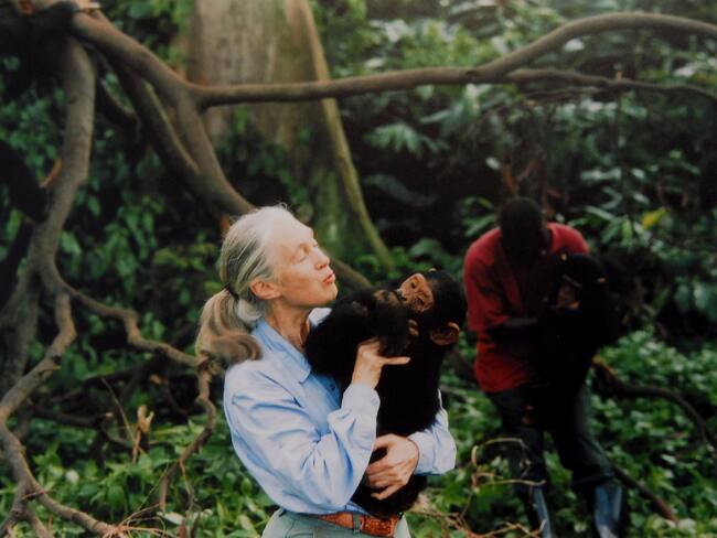 Muere Jane Goodall a los 91 años, pionera en el estudio de chimpancés