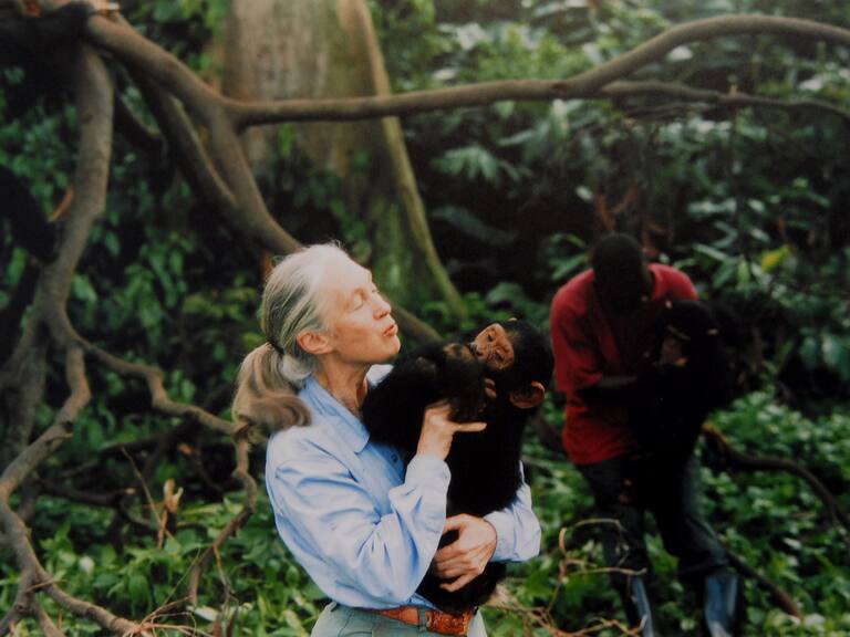 Jane Goodall, con un chimpancé en 1995