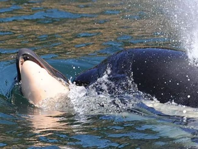 Una ballena arrastra el cadáver de su cría por el mar