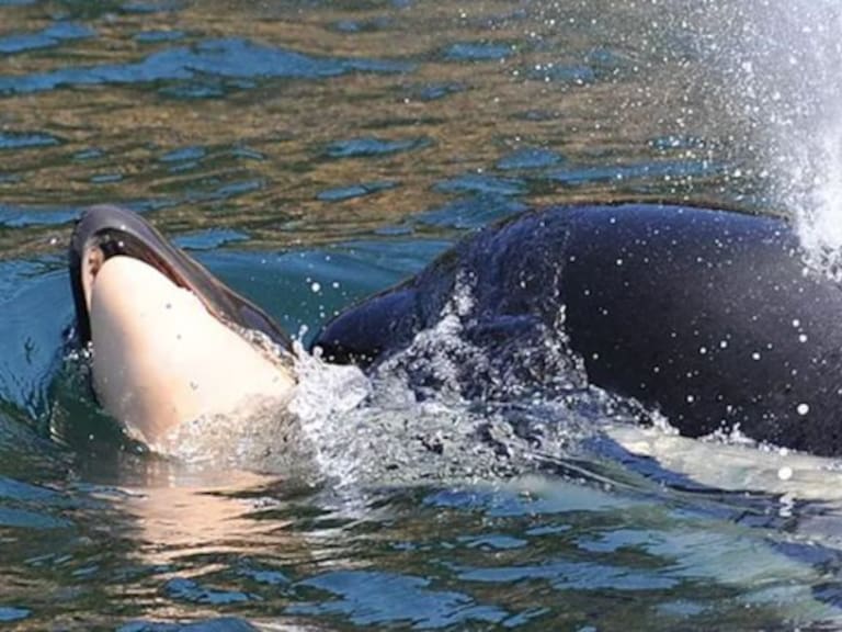 Una ballena arrastra el cadáver de su cría por el mar
