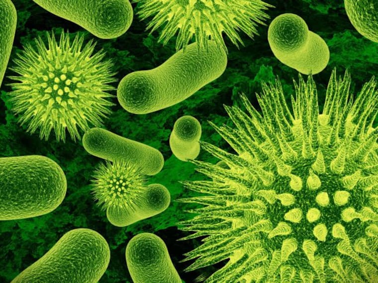 Bacterias: ¿Amigas o enemigas?