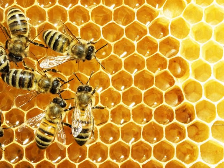 ¡Conoce los beneficios que tienen para tu salud las abejas!