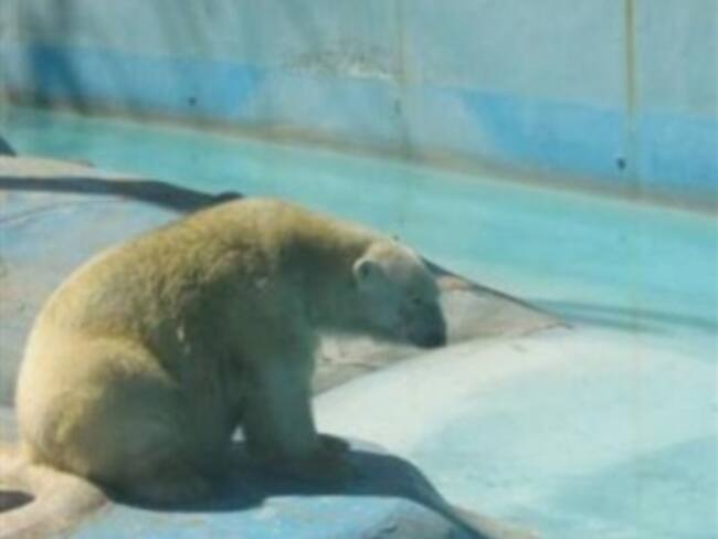 Entregan 80 mil firmas para demandar reubicación de osa polar