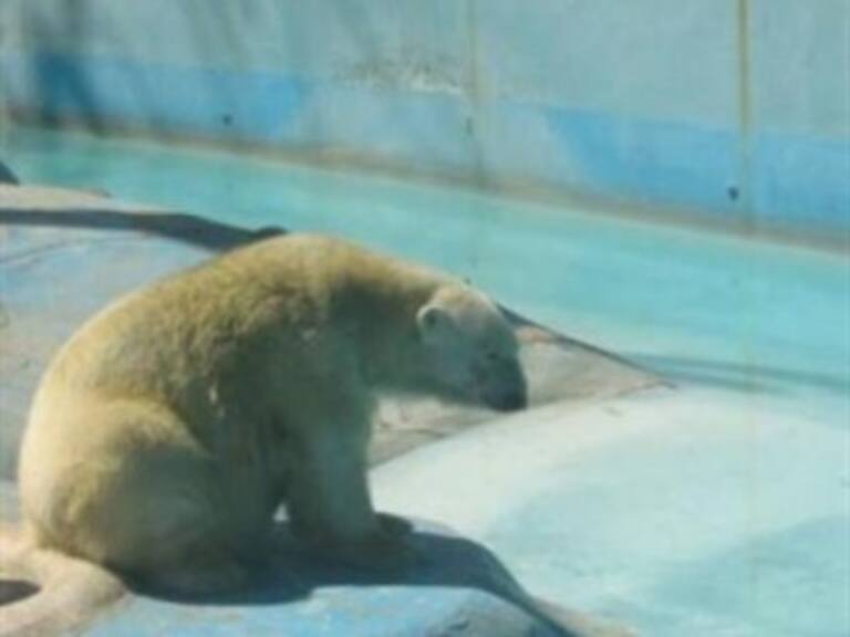 Entregan 80 mil firmas para demandar reubicación de osa polar