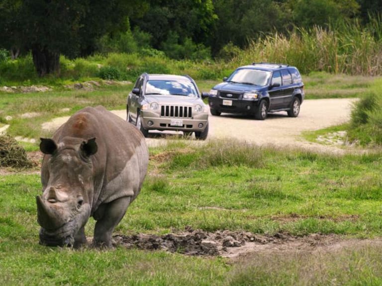 Video: Rinoceronte ataca auto en Africam Safari