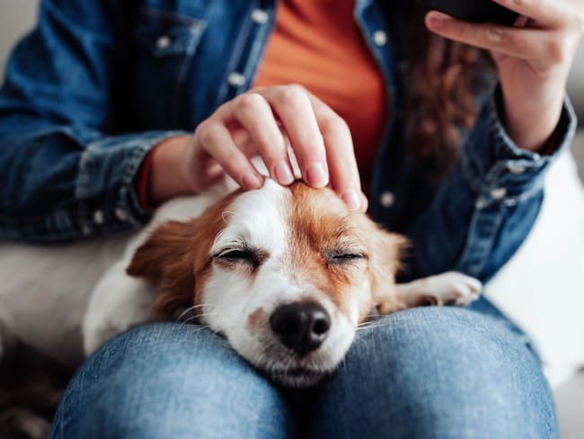 Proponen crear un registro para mascotas domésticas: Así es como funcionaría