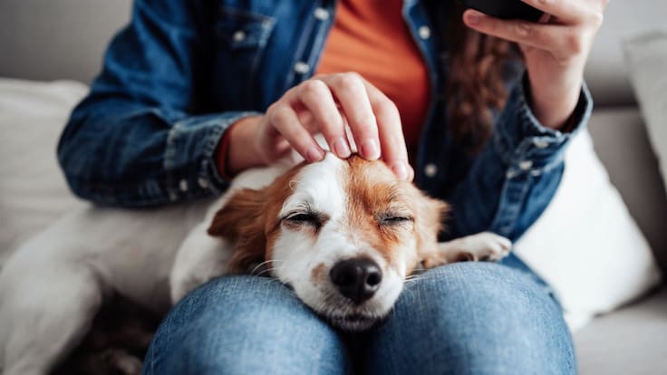 Proponen crear un registro para mascotas domésticas: Así es como funcionaría