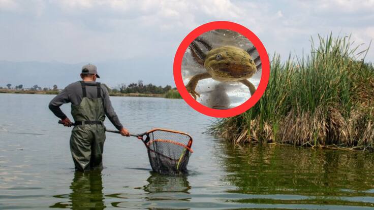 Ajolotes en Tláhuac: Investigadores de la UNAM registran a cinco ejemplares en el lago Tláhuac-Xico