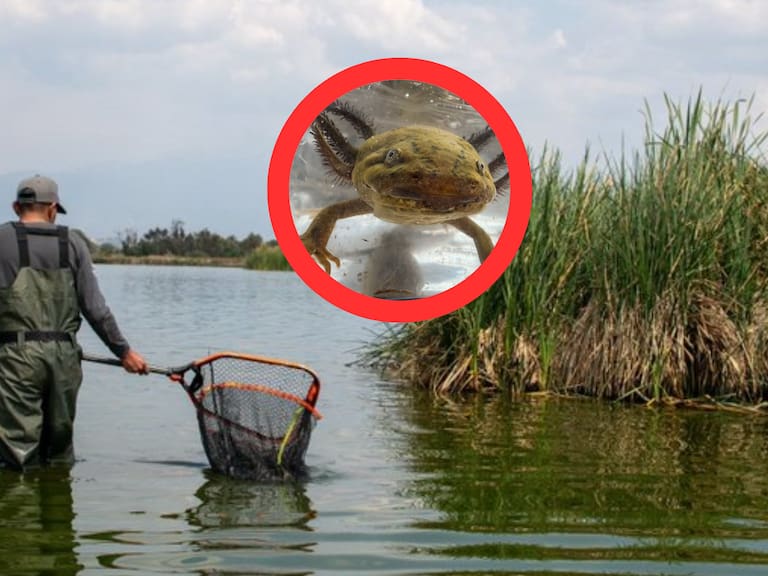Mx - Hallan ajolotes en Tláhuac, primer avistamiento fuera de Xochimilco