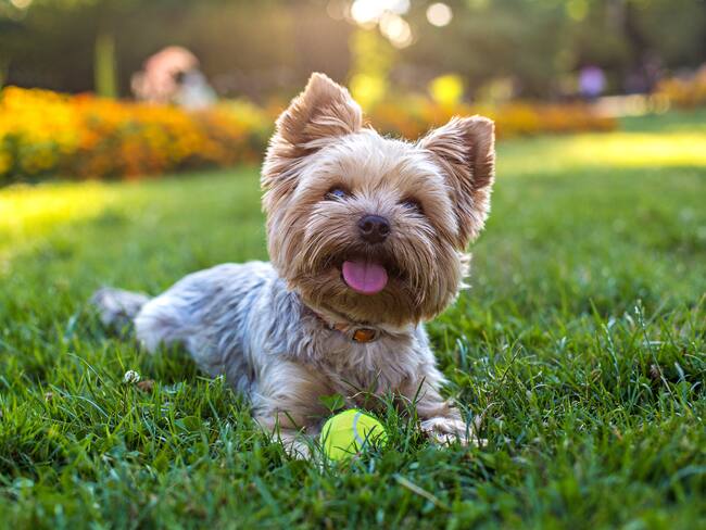 Los mejores consejos para hacer feliz a tu animal de compañía