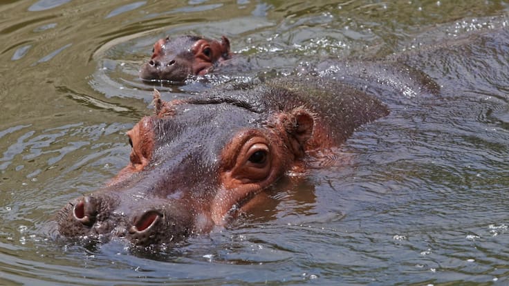 México recibirá hipopótamos de Pablo Escobar