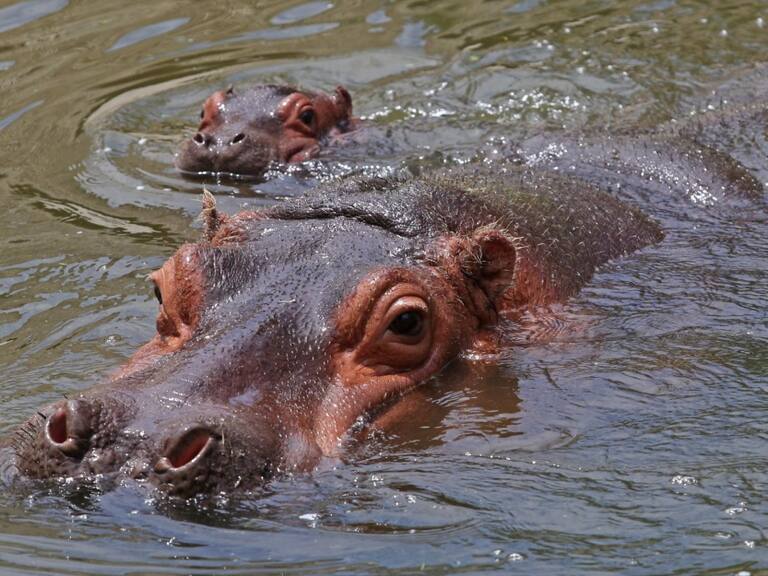 Actualmente hay 130 hipopótamos, considerados incontrolables.