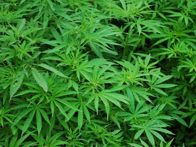 Incautan 15 costales de marihuana en Meziquitic