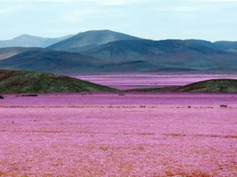 Desierto chileno de Atacama se cubre de flores rosas