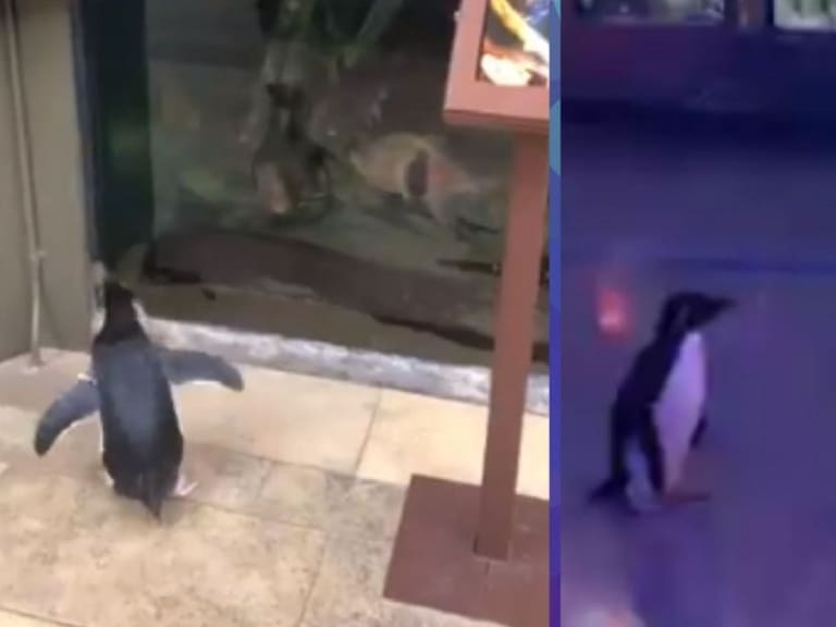 Pingüinos salen de paseo en acuario aprovechando ausencia de personas