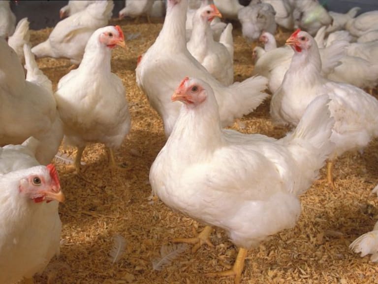 Detectan brote de gripe aviar