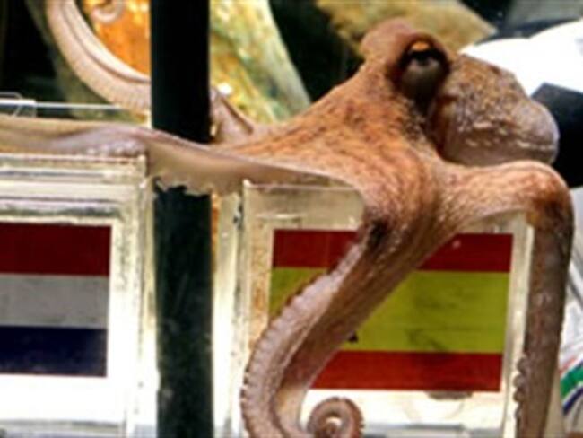 Dice Paul que, España será el campeón del mundo