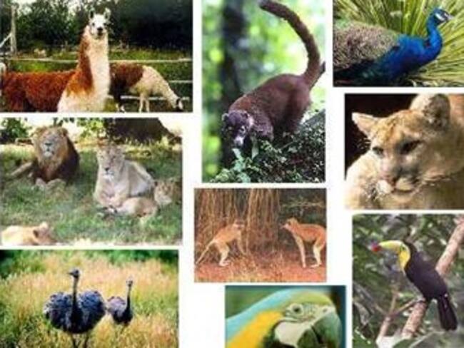 Foro sobre legislación y bienestar animal.'Reino Animal' con Marielena Hoyo 20/04/13