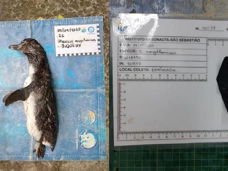 Lamentable; Pingüino fue encontrado sin vida al tragar una mascarilla N95
