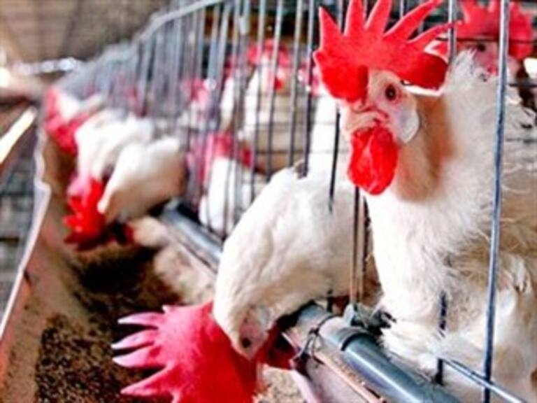 Causa gripe aviar pérdidas de 60 mdp