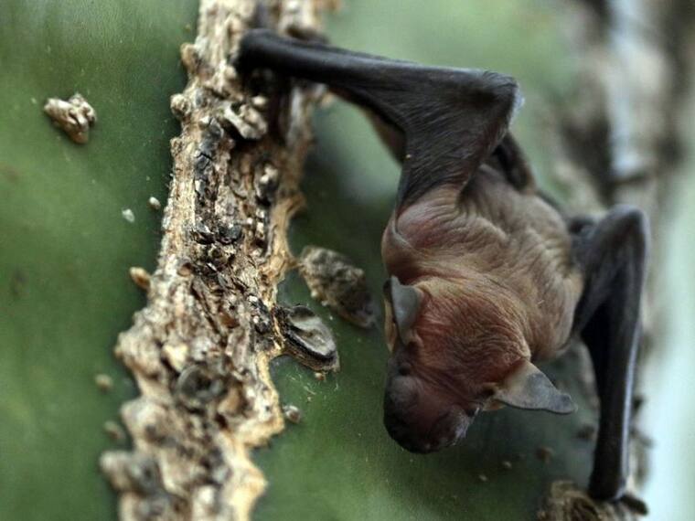 La estigmatización de los murciélagos a partir de los casos de rabia en Oaxaca