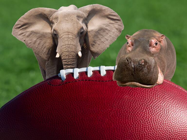 Los animales que han adivinado a los ganadores del Super Bowl con sus predicciones 