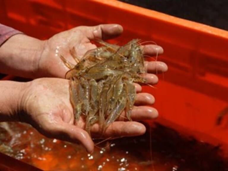 Veta EU camarón mexicano