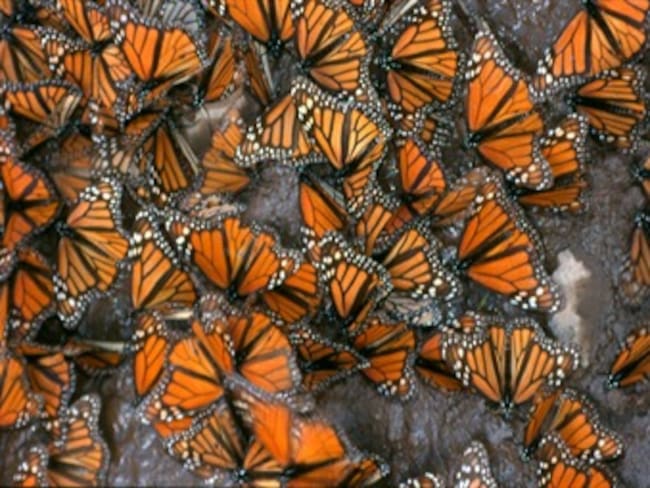 Viaje de mariposas monarca. Marco Guzmán, experto en viajes. 04/02/13