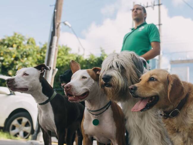 Descubren que los perros sí entienden lo que les decimos
