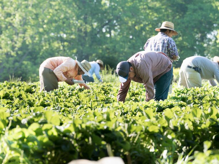 Migración y las Visas formales en los Estados Unidos para su mercado laboral